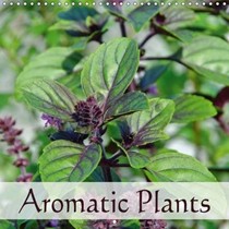 Aromatic Plants: Culinary Plants in the Garden