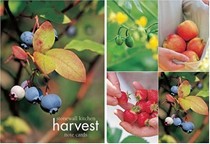 Stonewall Kitchen Harvest Small Note Cards